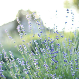Lavender Oil Calms Inflammation & Soothes on Contact