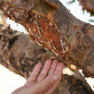 Indian Frankincense Rapidly Reduces Inflammation & Joint Pain
